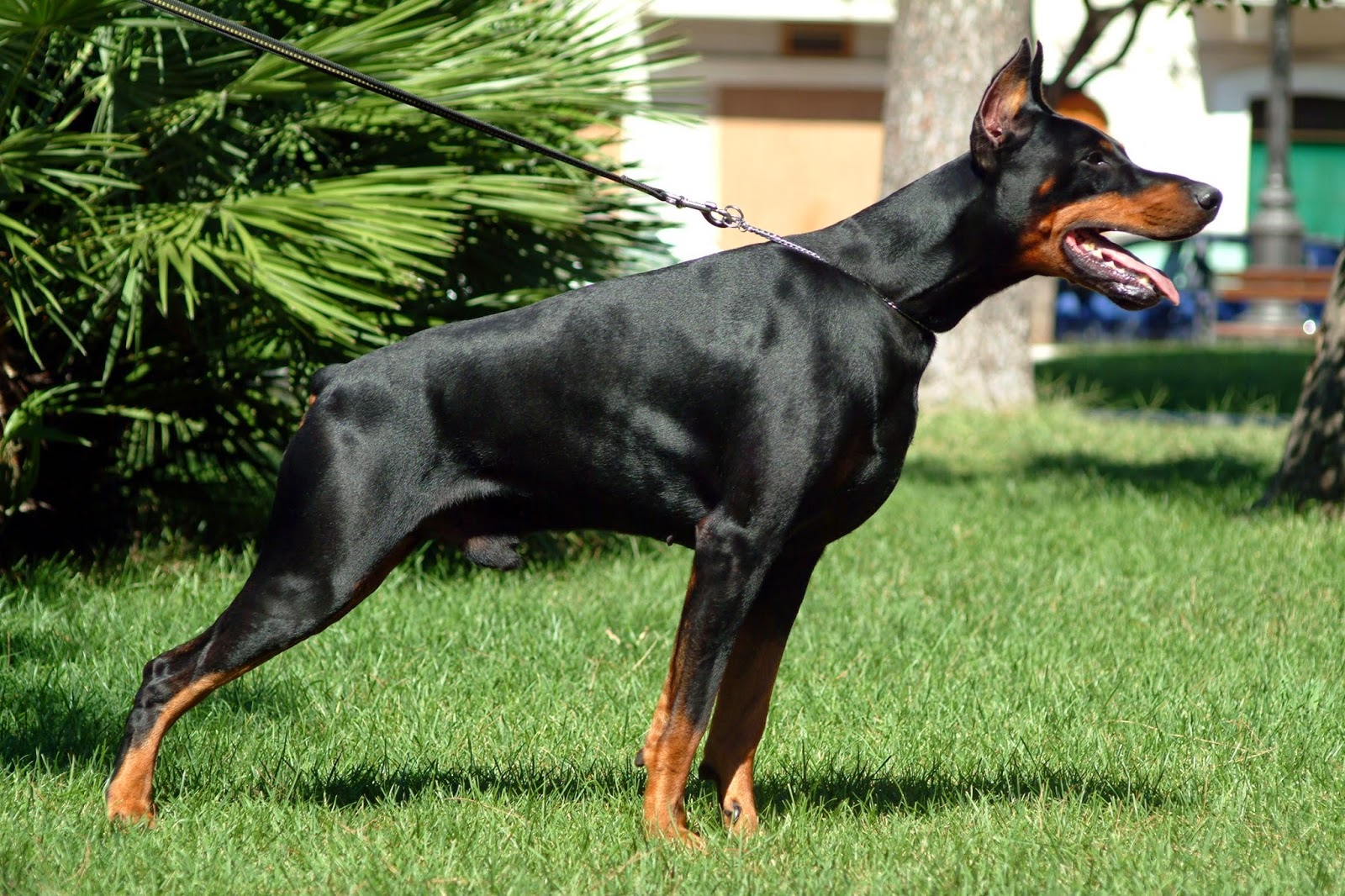Rules of the Jungle: Doberman puppies