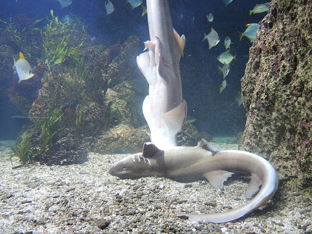 In de zoo: parende haaien, oranje sterren en viskens ...