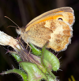 Gatekeeper butterfly, Pyronia tithonus.  Ladybird walk in Scadbury Park, 20 July 2011.