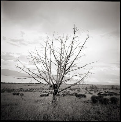 Dead Tree Black and White Photo