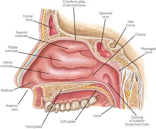 Image Result For What Is The Function Of Cilia In The Nasal Cavity Image Result For What Is The Function Of Cilia In The Nasal Cavity