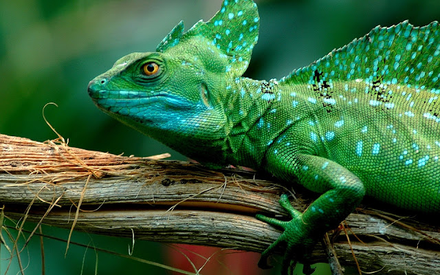 Basilisco Verde o Lagarto de Jesucristo