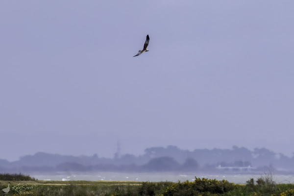 Marsh harrier