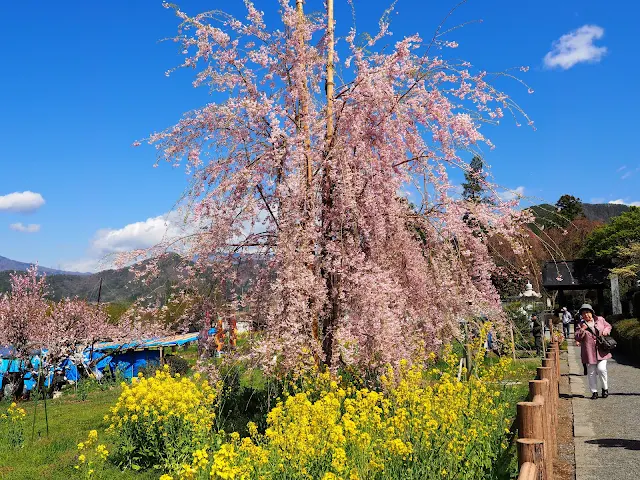 塩山　慈雲寺　桃　菜の花