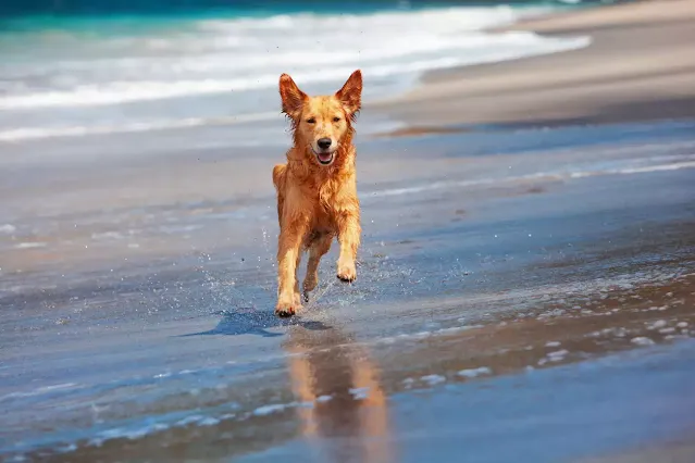 Σκυλάκι τρέχει σε παραλία