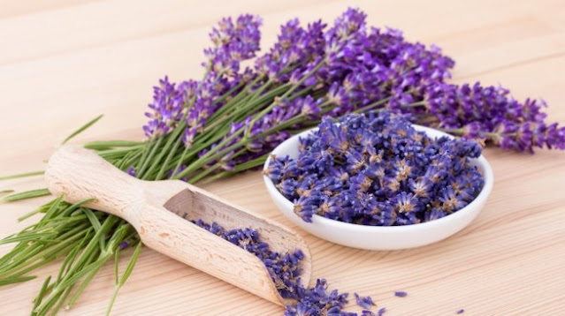 Gambar Tumbuhan Lavender