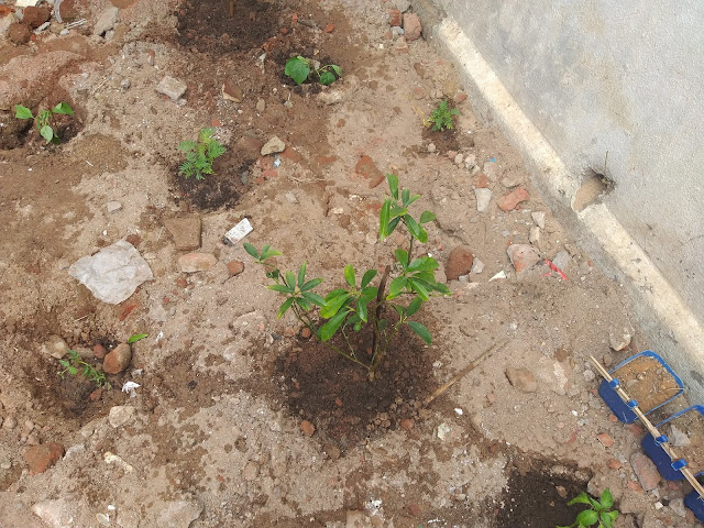 newly-planted-fruit-plants-in-andhra-garden-6