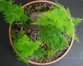 Saikei / miniature garden with seven asparagus fern plants - schema