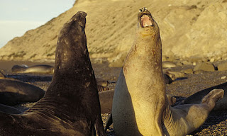 El Elefante Marino  y su trompa