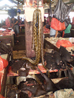  Pasar tradisional, pasar ekstrim Tomohon, visit tomohon, visit Manado, extrem market, Sulawesi utara, Indonesia, pasar ular, anjing,kucing dan babi, pasar hewan