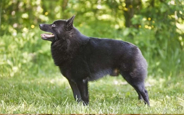  Giống chó Schipperke