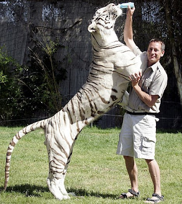 White Bengal Tiger named Odin