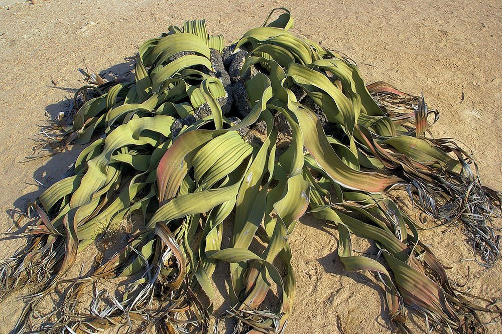 welwitschia-mirablilis-5