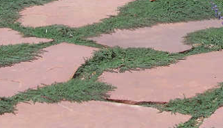 Red Creeping Thyme Lawn Pros and Cons