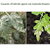 3 Causes of white spots on tomato leaves
