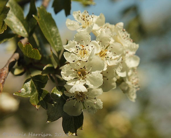 hawthorn