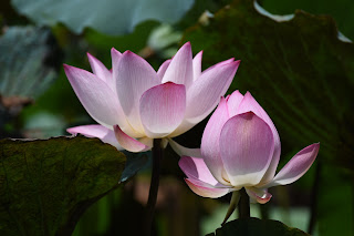 Kamal Ka Phool: The Cultivation and Beauty of Lotus Flowers