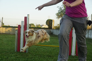 Fire, o meu Pastor Australiano no Agility