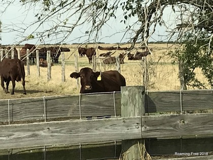 Curious cattle