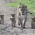 Tiny Lion Cubs Discover World and see human for first time (Video)