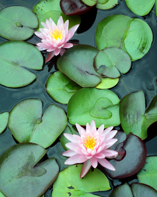 Lily Pads at the Atlanta Botanical Garden