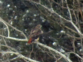 red-tail hawk