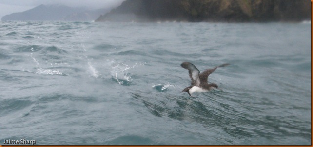 kayakdownundernzleg1-1351
