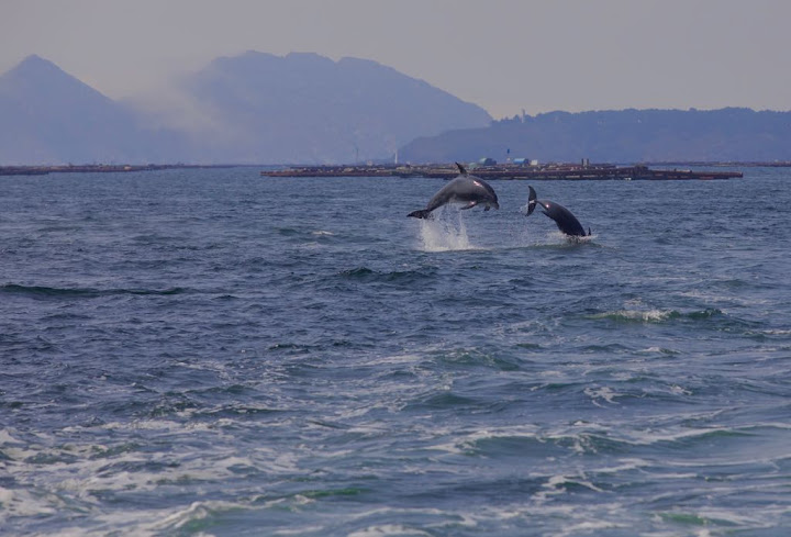 delfines ria de vigo bahia delta navegar