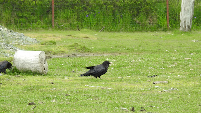 Alaska Wildlife Conservation Center