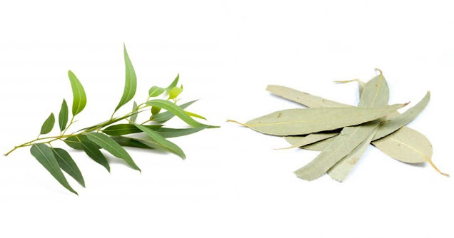 bruler-feuilles-de-l-eucalyptus