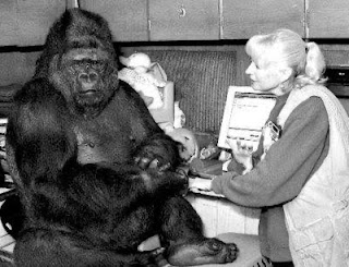 koko gorila monyet yang terkenal di dunia