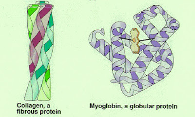 Example of fibrous and globular protein