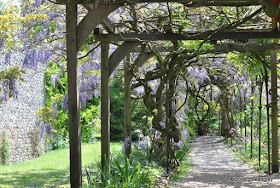 Wisteria, Grey's Court, National Trust,Henley, England.