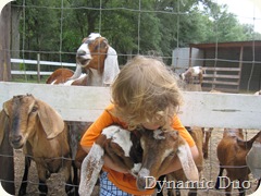raleigh, really, really, loves him some goat! (2)