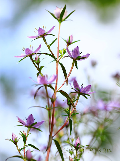 Swertia pseudochinensis