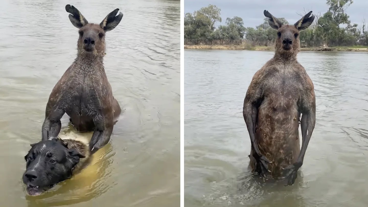 A kangaroo attacking a dog