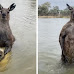 Kangaroo Gets Punched in The Face After Threatening To Drown Australian Man's Dog