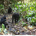 Rainforest Chimpanzees Seen Digging Wells for the First Time