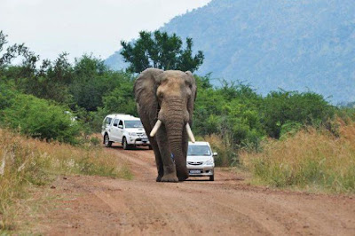 What Not To Do On A Safari Seen On www.coolpicturegallery.us