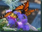 butterfly on ageratum
