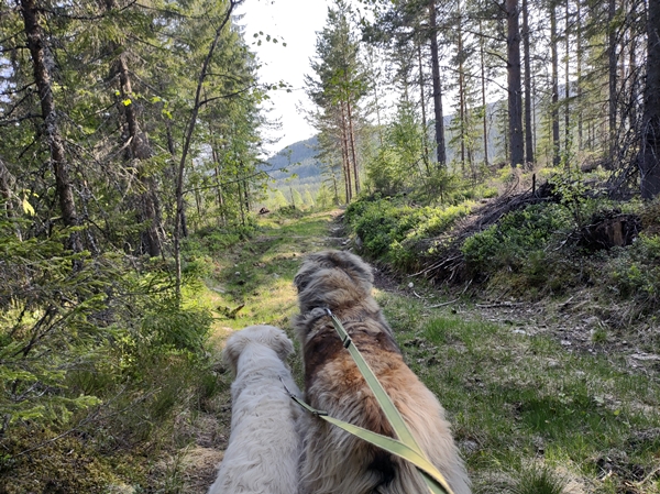 Fiskelaustjern Strømsoddbygda