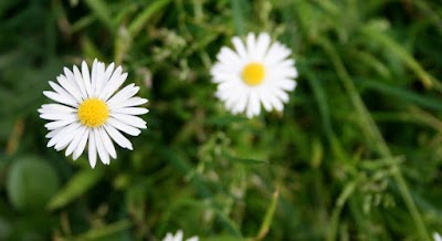 Awesome Photography Shooting On Flowers