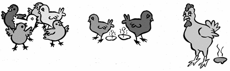 Penyakit Berak Kapur Pada Ayam Kampung | Ilham_Creative