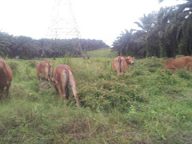 Cows! Lots of cows!