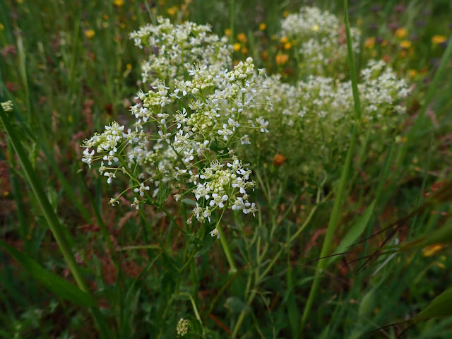 Lepidium draba