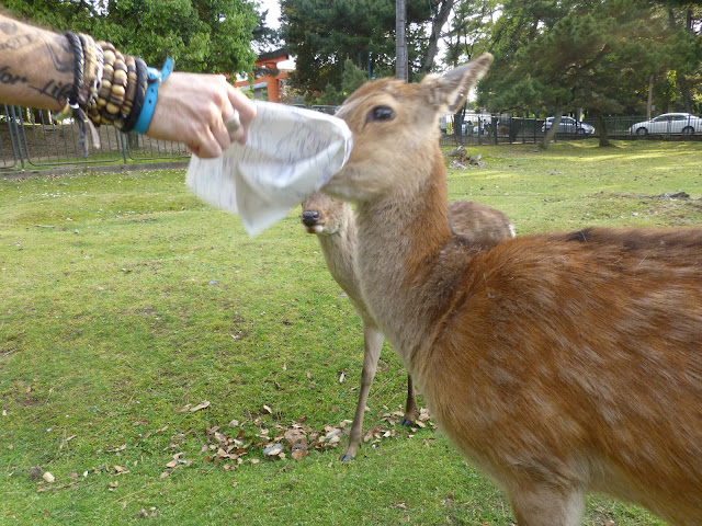 rencontre avec les cerfs à Nara au Japon