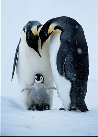 Penguin