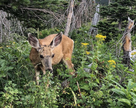 deer beside the Siyeh Pass Trail hiking to the Piegan Pass Trail