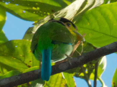 Long-tailed Broadbill (Psarisomus dalhousiae)