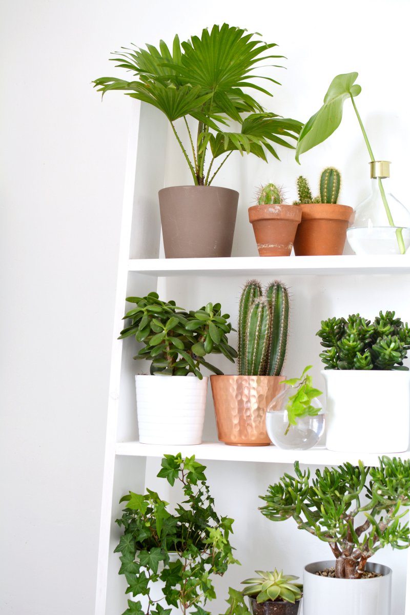  home  4 ideas  for decorating  with plants  burkatron 